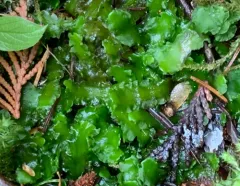 Large Greasewort thumbnail 3