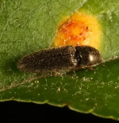 Oak Click Beetle thumbnail 2