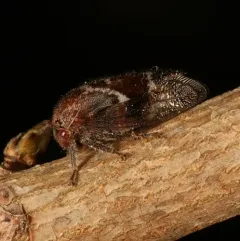Ophiderma salamandra thumbnail 2