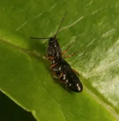 Limonius basilaris thumbnail 4