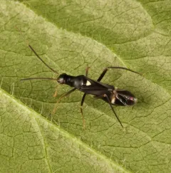 Eastern Regal Oak Mirid thumbnail 2