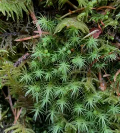 Haller's Apple Moss thumbnail 3