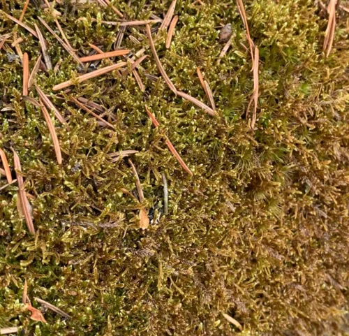 Revolute Hypnum Moss