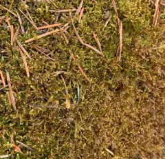 Revolute Hypnum Moss thumbnail 1