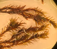 Schistidium boreale thumbnail 2