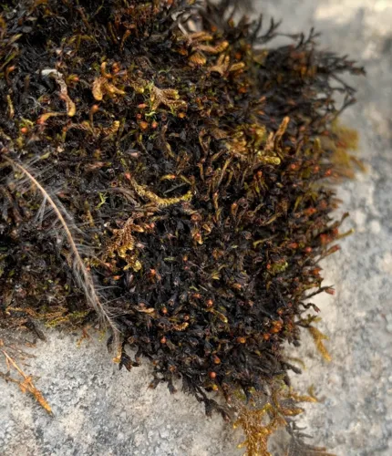 Stook Grimmia