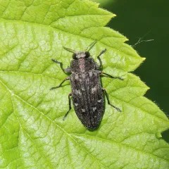 Pacific Flat-Headed Borer thumbnail 2