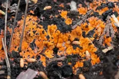 Pyronema domesticum thumbnail 2
