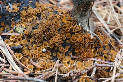 Ascorhizoctonia praecox