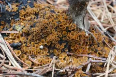 Ascorhizoctonia praecox thumbnail 1