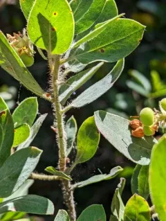Del Norte manzanita thumbnail 3