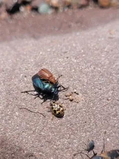 Blue Shield Bug thumbnail 1