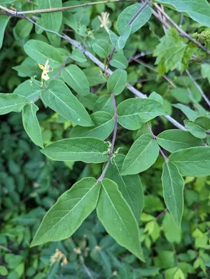 northern bush honeysuckle thumbnail 2