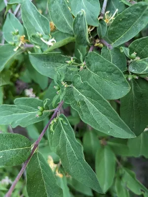 northern bush honeysuckle