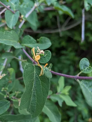 northern bush honeysuckle
