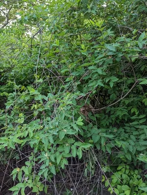 northern bush honeysuckle