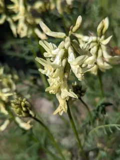 hangingpod milkvetch thumbnail 3