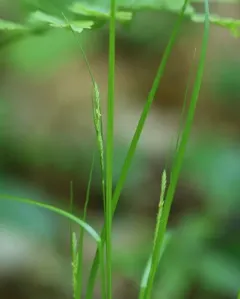 ribbed sedge thumbnail 3