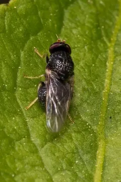 Gowdeyana punctifera thumbnail 4