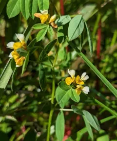 streambank bird's-foot trefoil thumbnail 2