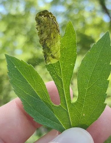 Agromyza ambrosivora