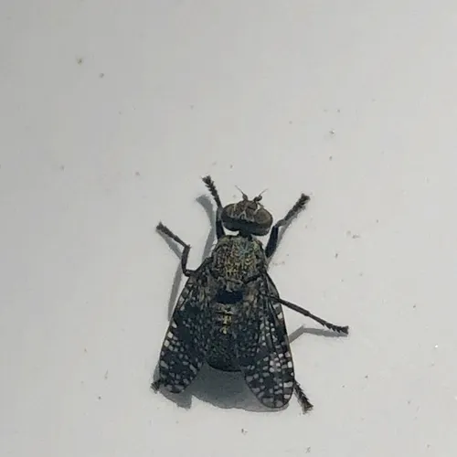 Dancing Kiss Fly