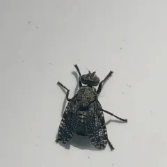 Dancing Kiss Fly thumbnail 1