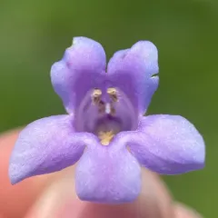 Wasatch Beardtongue thumbnail 3