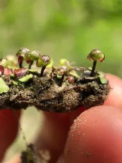 Delicate Starwort thumbnail 1