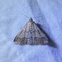 Florida Tetanolita Moth thumbnail 3