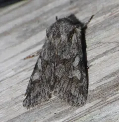 Lacinipolia patalis thumbnail 2
