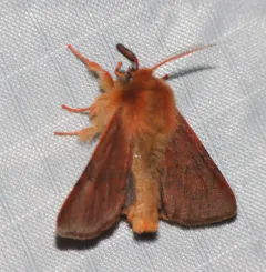 Brown Tiger Moth thumbnail 4