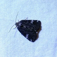 Gray Marvel Moth thumbnail 3