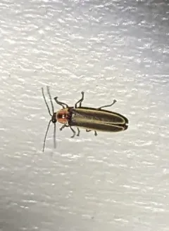 Ignited Firefly thumbnail 3