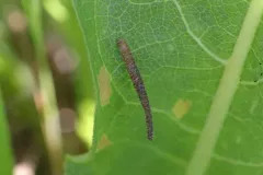 Coleophora wyethiae thumbnail 2