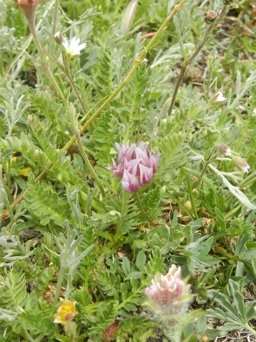 Parry Clover