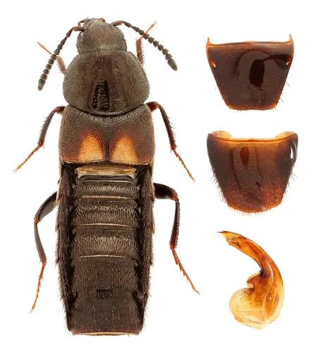 Aleochara bimaculata