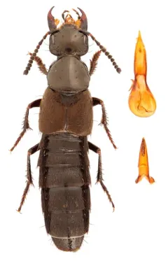 Philonthus politus thumbnail 3