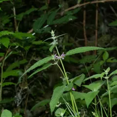 mexican hedgenettle thumbnail 3