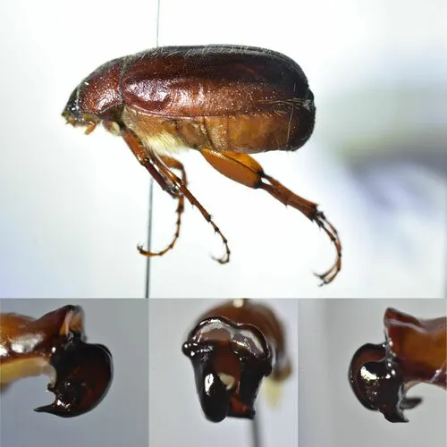 Phyllophaga hirticula