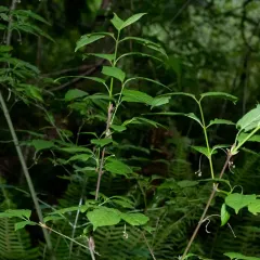 western burning bush thumbnail 3
