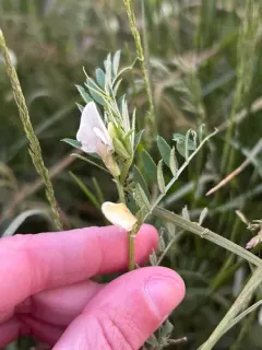 Yellow Vetch thumbnail 3