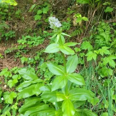 Clustered Green Gentian thumbnail 1