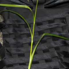 Panicled Bulrush thumbnail 3
