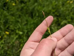 Rigid Sedge thumbnail 2