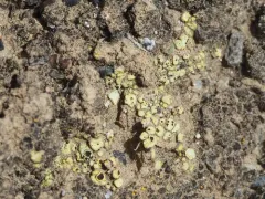 Soil Paint Lichen thumbnail 3