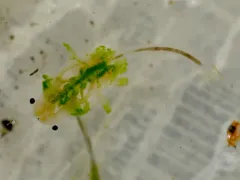 Alkali Fairy Shrimp thumbnail 3
