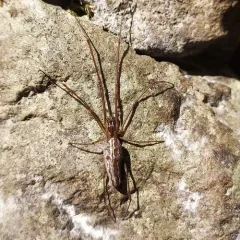 Tetragnatha versicolor thumbnail 4