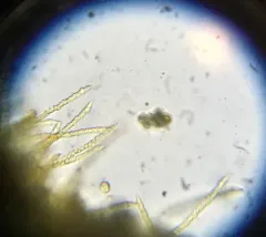 Trichia varia thumbnail 2