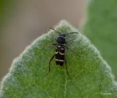 Clytus marginicollis thumbnail 2